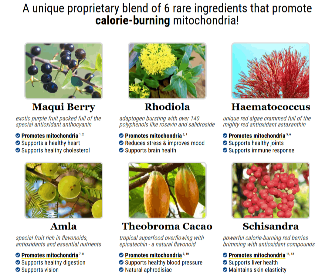 Mitolyn ingredients